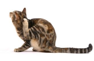 fleas in cats are transmitted to humans