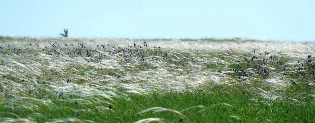 steppe in the Voronezh region