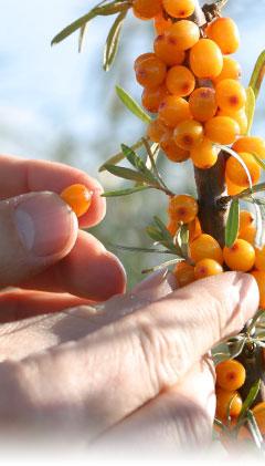 how to collect sea buckthorn berries