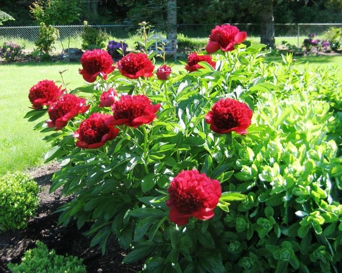 when to transplant peonies