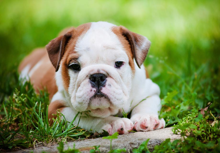 the most affectionate dog breed for home