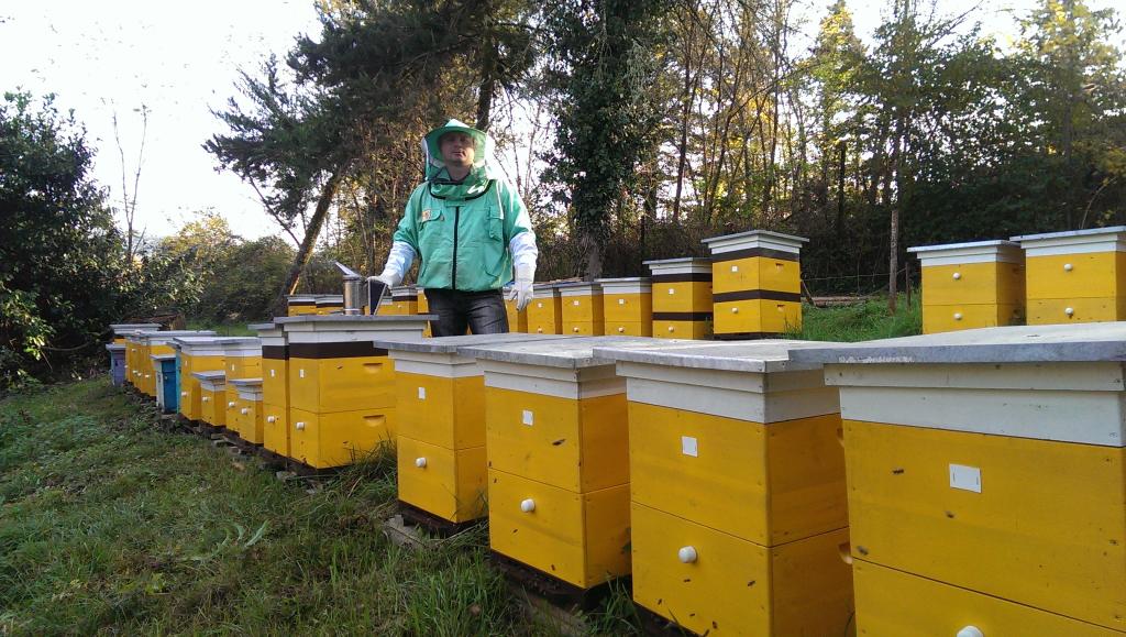 пчеловодство как бизнес