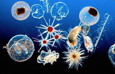 animal plankton