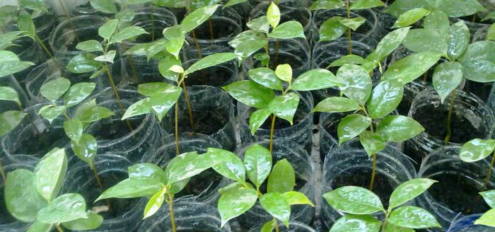 Гуанабана как выращивать в домашних условиях