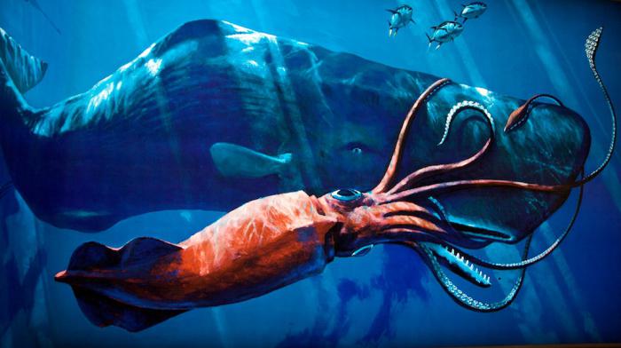 the biggest squid in the world