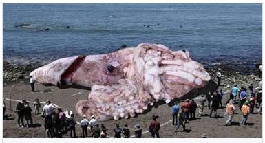 photo of the biggest squid