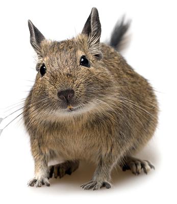 degu chilean squirrel