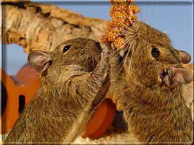 squirrel degu than feed