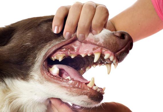 dog's teeth