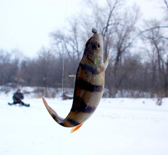 зимняя рыбалка на рузском водохранилище 