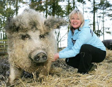 порода свиней венгерская мангалица 