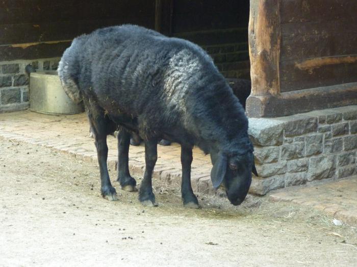 гиссарская порода овец в россии