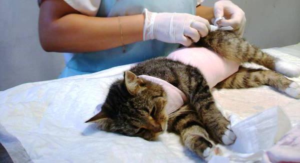 стерилизация кошек фото