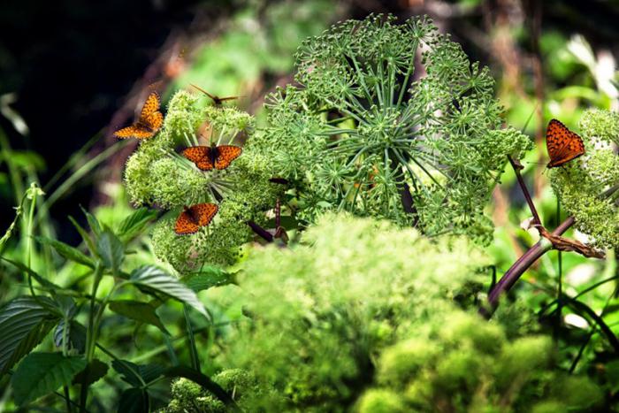 flora of the south ural reserve