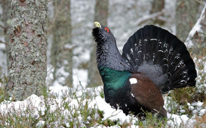 south ural reserve animals