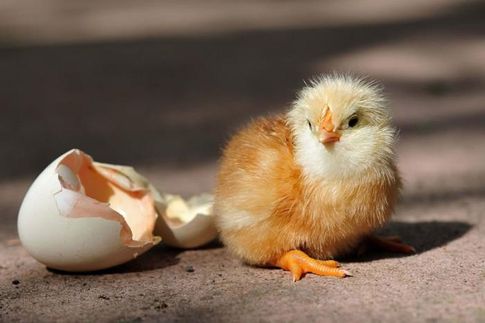 incubator chickens