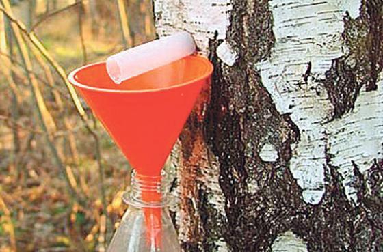 picking birch sap