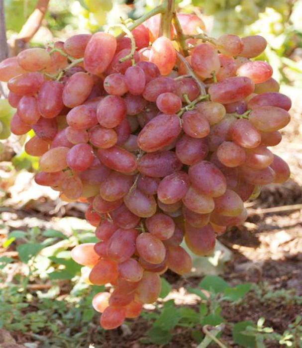 лучшие сорта винограда в украине