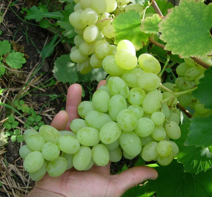 лучшие сорта винограда для вина