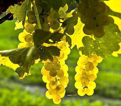 лучшие сорта винограда отзывы