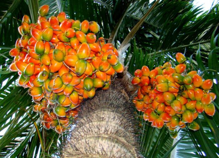 плоды пальм