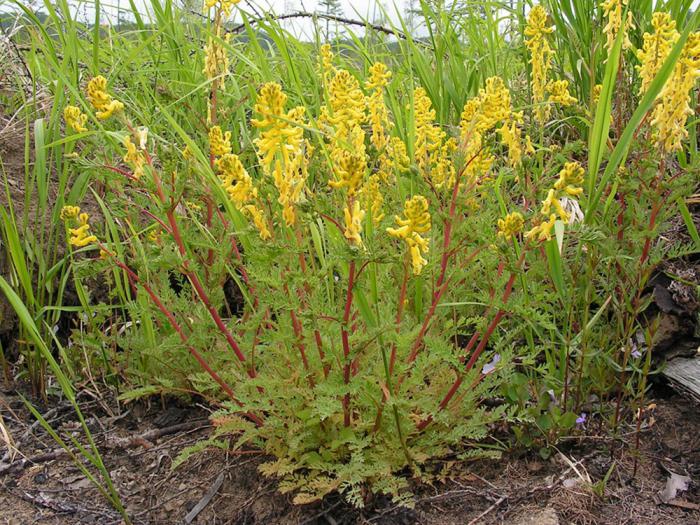 Corydalis plant