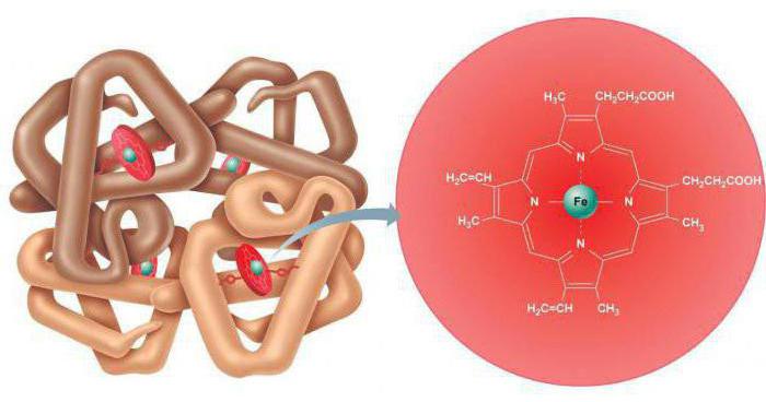биологическая роль аминокислот и белков