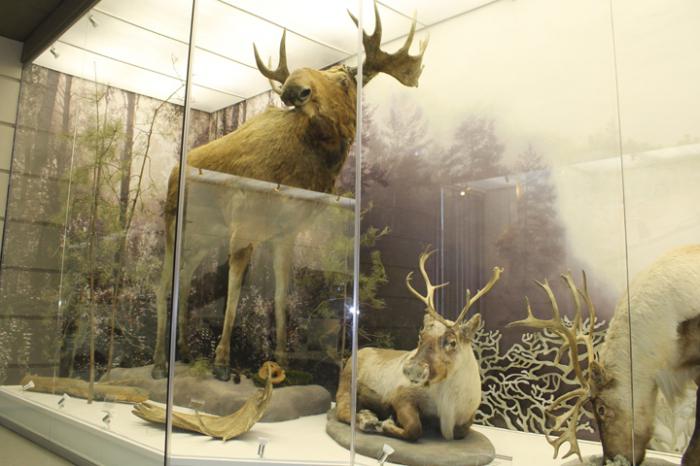 краеведческий музей новосибирск история создания