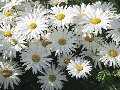 Daisy-like flowers