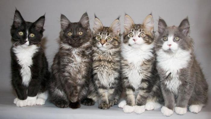 cat breeds of the world photo