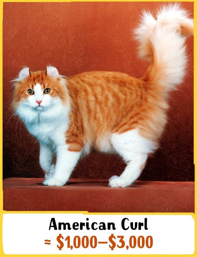 Порода кошек американский керл