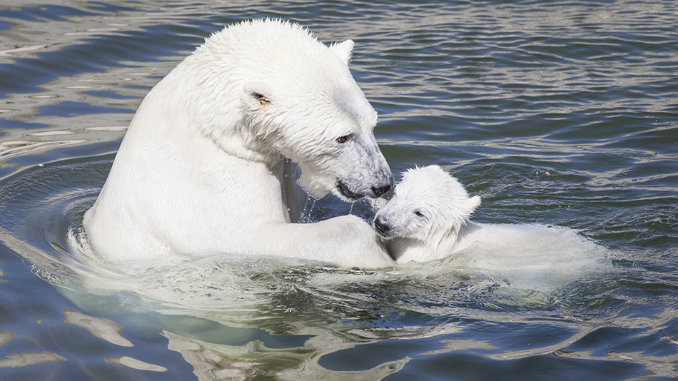 Ursa Major with cub in the zoo of Finland Ranua