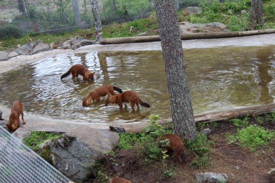 Aviary for foxes in Ranua