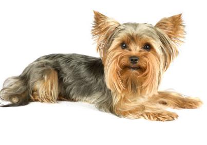 yorkshire terriers