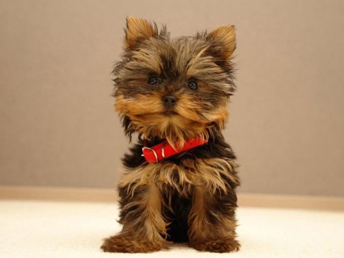 yorkshire terriers