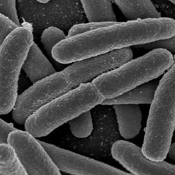кишечная палочка e coli