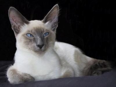 яванская кошка фото