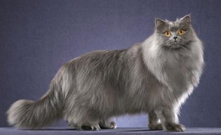 британская длинношерстная кошка фото