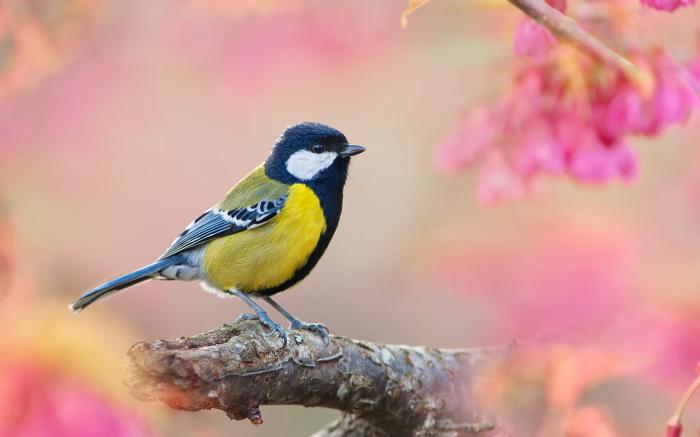 as people call a bird a titmouse