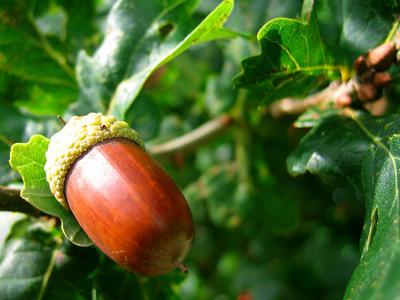 planting acorns oak