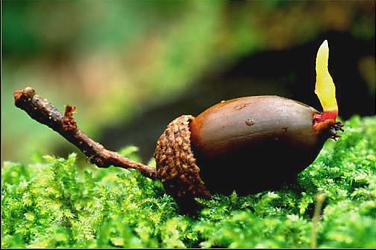 oak planting