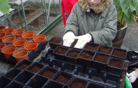 oak planting