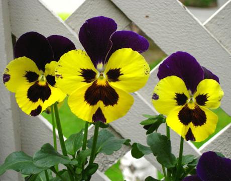 photo pansies