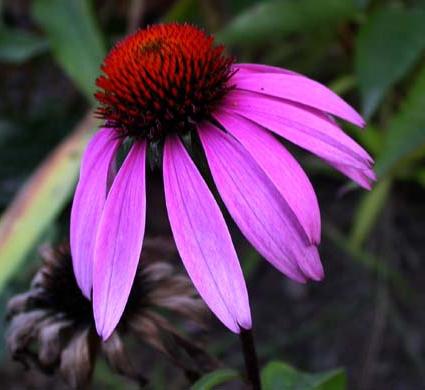 Echinacea flower photo