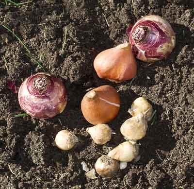 when to dig out hyacinths after flowering