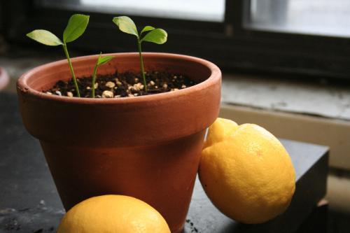 lemon transplant at home