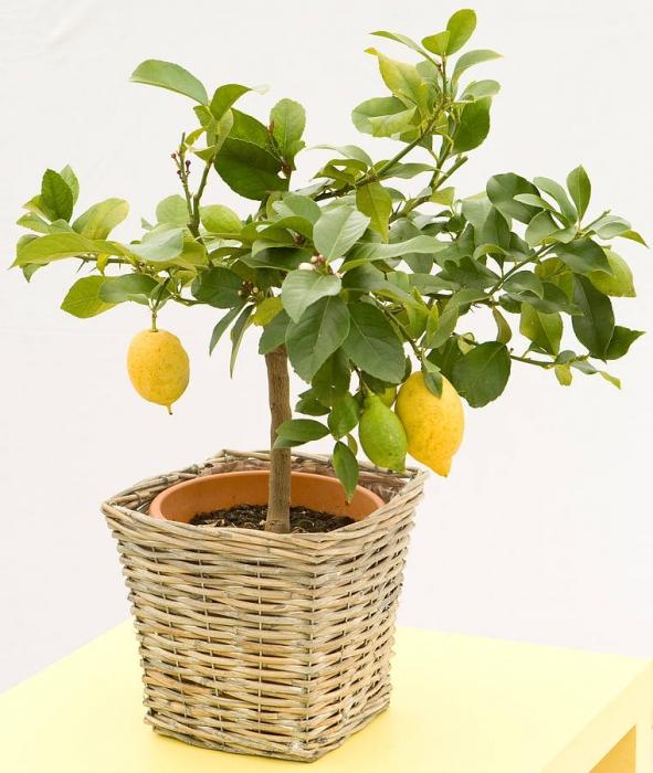 how to grow lemons at home