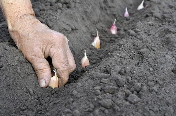 when tulips are planted