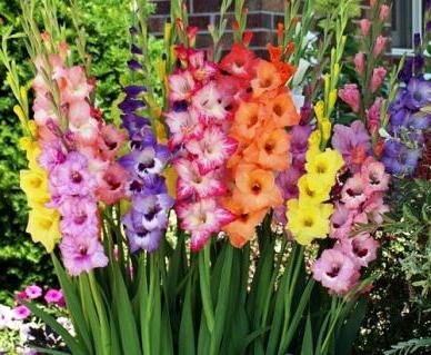 when to dig out and how to store gladioli