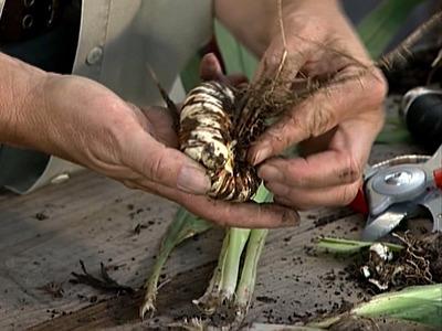как хранить луковицы гладиолусов зимой